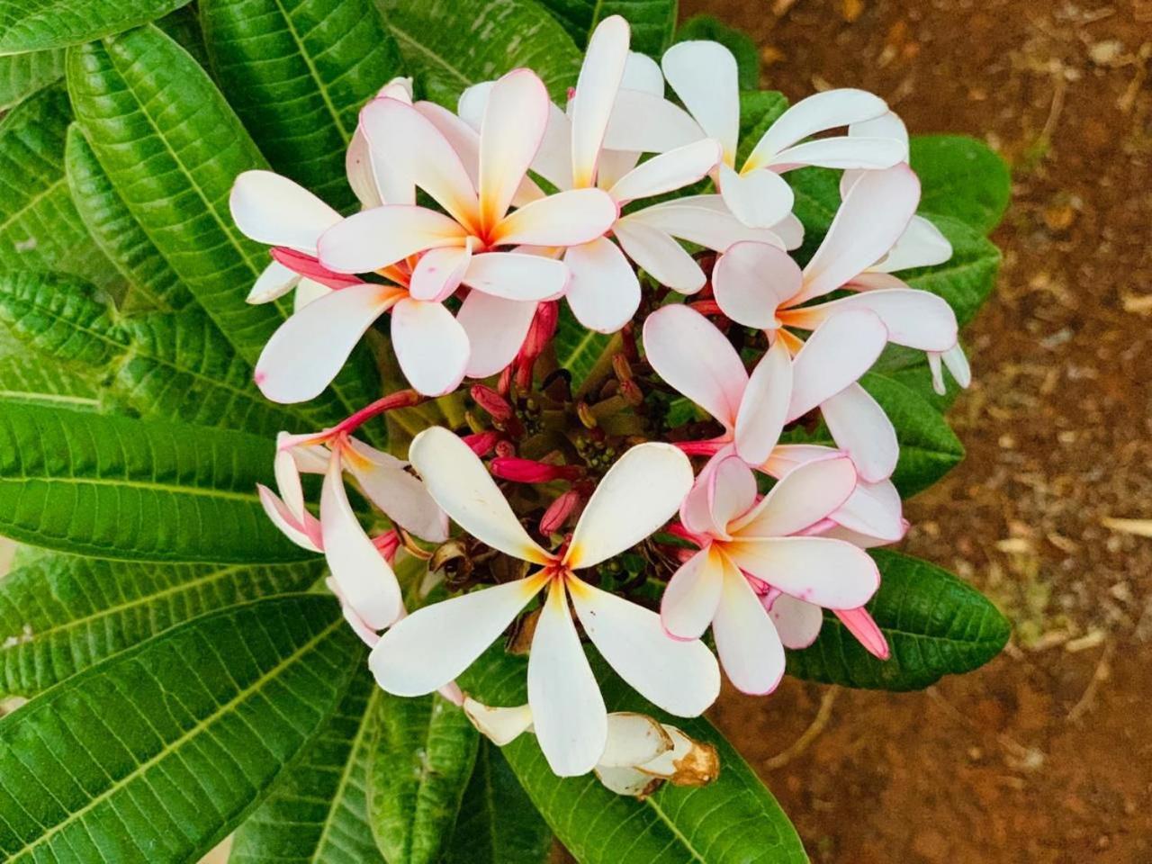 Mizzle Exotica Lonavala Daire Dış mekan fotoğraf